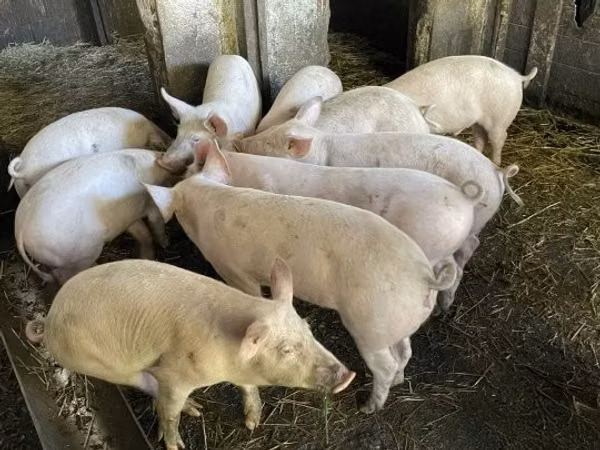 Schweine (Partie, Geschlecht nicht angegeben), Schweine