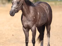 فرس, Quarter Horse — الصورة 4