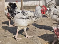 Chickens — foto 1