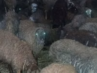 أغنام (دفعة، الجنس غير محدد), الأغنام — الصورة 5