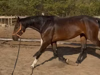 At, Hanoverian — foto 3