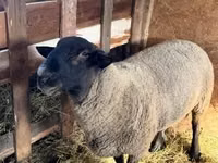 Qoç, White Suffolk sheep — foto 1