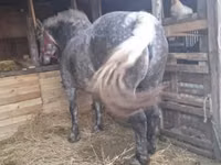 घोड़ी, Hungarian horse breed — फ़ोटो 4