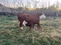 Vacă, Latvian Blue cattle — foto 1