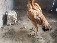 Chickens — الصورة 1