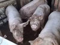 母猪, Pigs — 照片 2