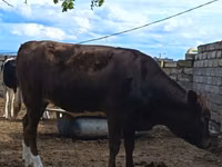 Sigir, Simmental cattle — 2-rasm