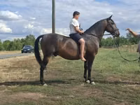 公马, Horses — 照片 3