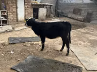 Sigir, Russian Black pied cattle — 2-rasm