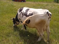 Sigir, Russian Black pied cattle — 2-rasm