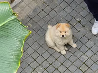 🐶 SATILIR – ÇAU-ÇAU Erkək Çau-Çau balasıdır. 2 aylıqdır, rəngi ağdır — फ़ोटो 2