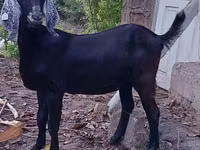 Capră, Nubian Goat — foto 2
