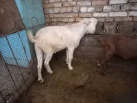 Țap, Capre — foto 5