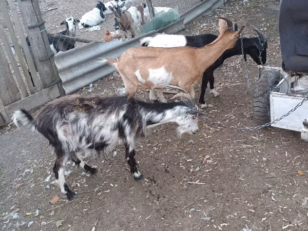 Cabra, Cabras — Moldávia