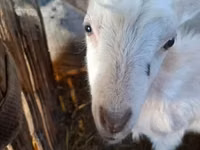 公山羊, Goats — 照片 2