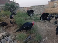 برونز — الصورة 3
