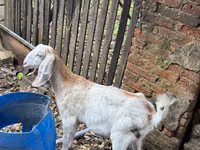 عنزة, Nubian Goat — الصورة 2