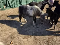 Madyan, Atlar — foto 1