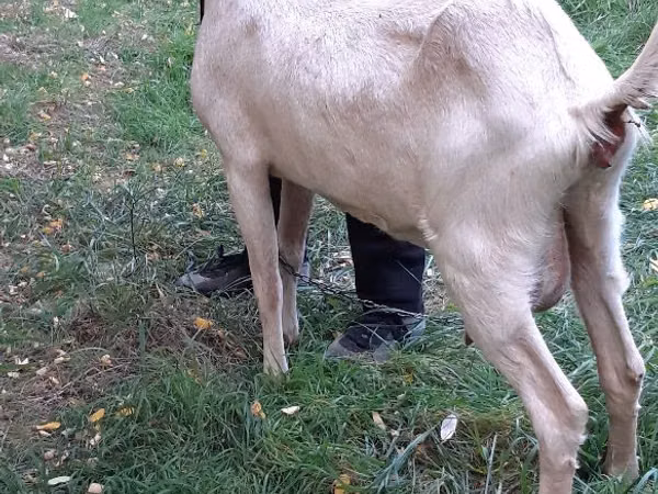 Ziege, Ziegen