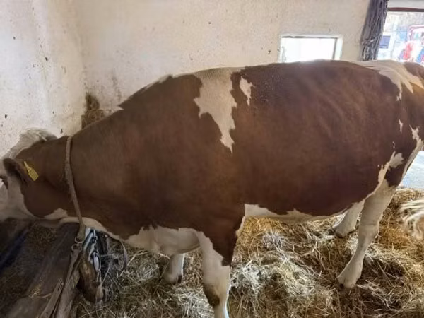 गाय, Simmental cattle