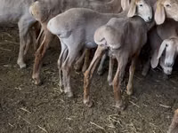 نعجة, Hissar sheep — الصورة 3