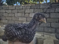 Chickens — Foto 3