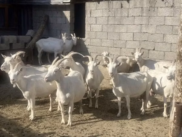 Коза, Зааненская коза