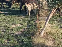 Capre (lot, sex nespecificat), Capre — foto 4