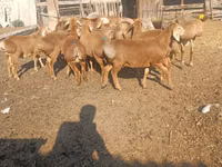 मेढ़ा, Arashan sheep — फ़ोटो 2
