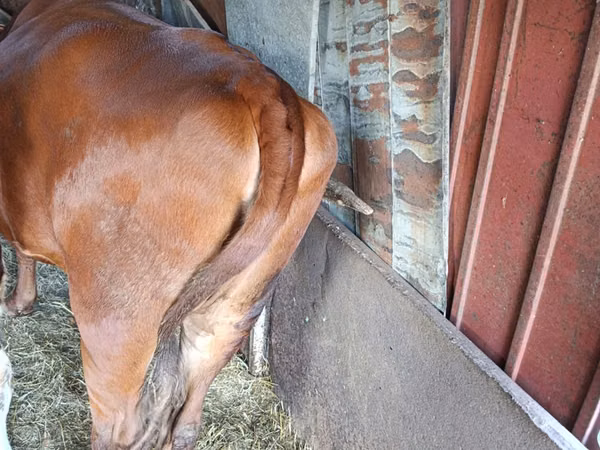 Vaca, Ganado vacuno — Moldavia