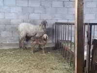 Oaie, Arashan sheep — foto 5
