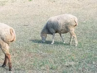母羊, Sheep — 照片 3