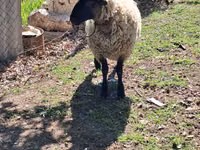 كبش, White Suffolk sheep — الصورة 2
