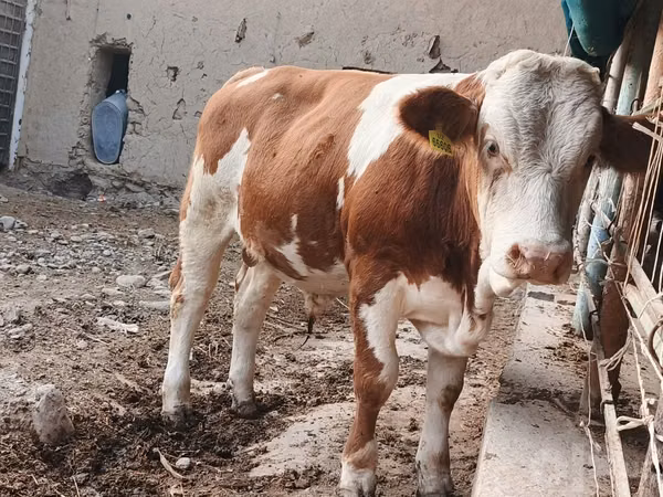 Bulle, Simmental cattle