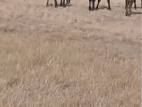 At, Kazakh horse — foto 1