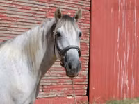حصان, Tennessee Walking Horse — الصورة 4