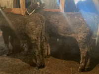 Toro, Swiss cattle — foto 8