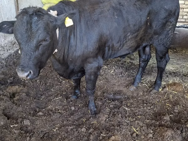 Toro, Aberdeen-Angus