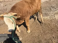 Bulle, Swiss cattle — Foto 2