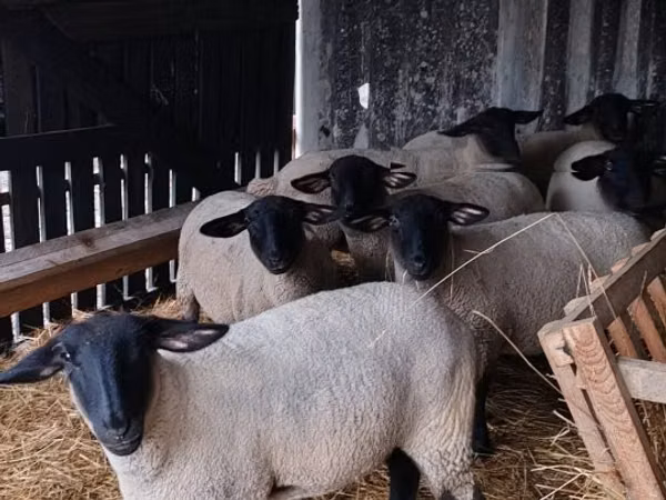 Oi (lot, sex nespecificat), White Suffolk sheep
