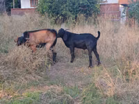 Cabro, Nubian Goat — foto 3