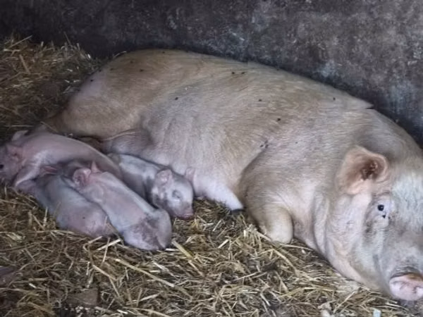 Schweine (Partie, Geschlecht nicht angegeben), Schweine