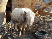 Cabro, Cabras — foto 2