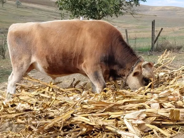 ثور, Simmental cattle — مولدوفا