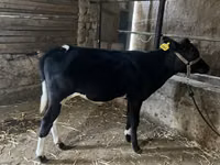 Qoramol (partiya, jinsi ko‘rsatilmagan), Russian Black pied cattle — 1-rasm