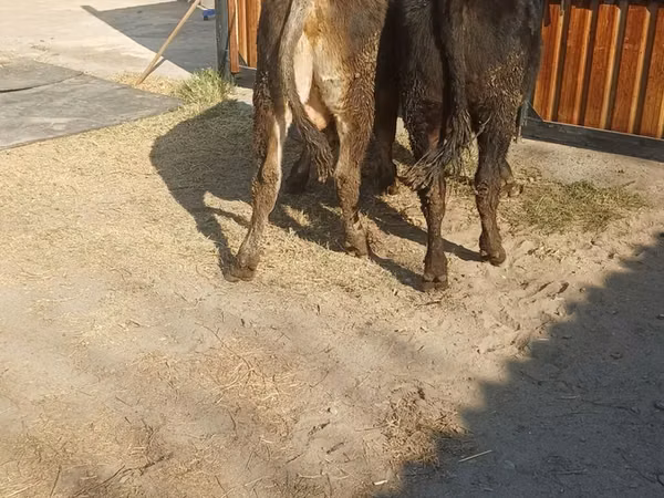 Buqa, Alatau zotі