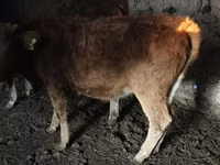 Vache, Bovins — photo 4