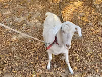 Capră, Alpine goat — foto 4