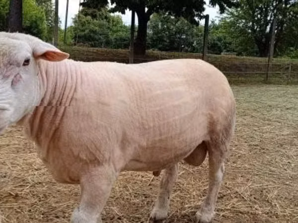 公羊, Sheep