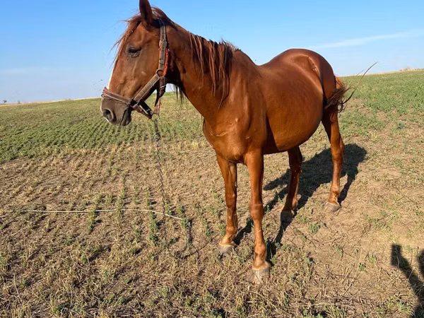 Iapă, Cai